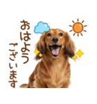 敬語のミニチュアダックスフンド（個別スタンプ：1）