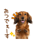 敬語のミニチュアダックスフンド（個別スタンプ：5）