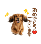 敬語のミニチュアダックスフンド（個別スタンプ：6）