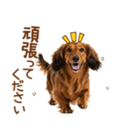 敬語のミニチュアダックスフンド（個別スタンプ：7）