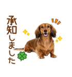 敬語のミニチュアダックスフンド（個別スタンプ：8）