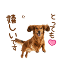敬語のミニチュアダックスフンド（個別スタンプ：11）