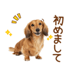 敬語のミニチュアダックスフンド（個別スタンプ：12）