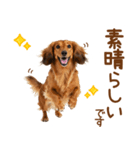 敬語のミニチュアダックスフンド（個別スタンプ：13）
