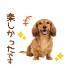 敬語のミニチュアダックスフンド（個別スタンプ：14）
