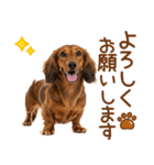 敬語のミニチュアダックスフンド（個別スタンプ：15）