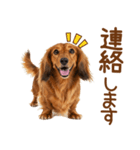 敬語のミニチュアダックスフンド（個別スタンプ：17）