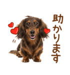 敬語のミニチュアダックスフンド（個別スタンプ：19）