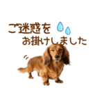 敬語のミニチュアダックスフンド（個別スタンプ：21）