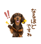 敬語のミニチュアダックスフンド（個別スタンプ：22）