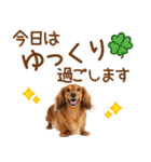 敬語のミニチュアダックスフンド（個別スタンプ：23）