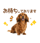 敬語のミニチュアダックスフンド（個別スタンプ：24）