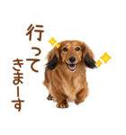敬語のミニチュアダックスフンド（個別スタンプ：25）