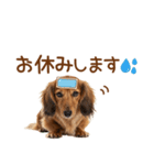 敬語のミニチュアダックスフンド（個別スタンプ：28）
