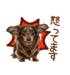敬語のミニチュアダックスフンド（個別スタンプ：31）