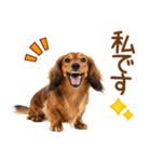 敬語のミニチュアダックスフンド（個別スタンプ：32）