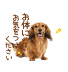 敬語のミニチュアダックスフンド（個別スタンプ：33）