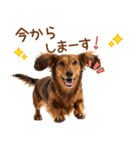 敬語のミニチュアダックスフンド（個別スタンプ：34）