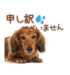 敬語のミニチュアダックスフンド（個別スタンプ：36）