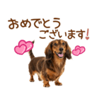 敬語のミニチュアダックスフンド（個別スタンプ：39）