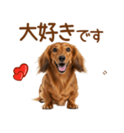 敬語のミニチュアダックスフンド（個別スタンプ：40）