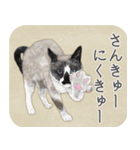水彩画シャムミックス_01（個別スタンプ：1）