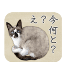 水彩画シャムミックス_01（個別スタンプ：3）