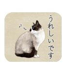 水彩画シャムミックス_01（個別スタンプ：4）
