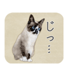 水彩画シャムミックス_01（個別スタンプ：5）