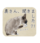 水彩画シャムミックス_01（個別スタンプ：6）