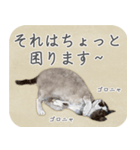水彩画シャムミックス_01（個別スタンプ：7）