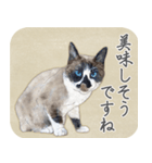 水彩画シャムミックス_01（個別スタンプ：9）