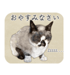 水彩画シャムミックス_01（個別スタンプ：10）