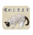 水彩画シャムミックス_01（個別スタンプ：12）