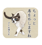 水彩画シャムミックス_01（個別スタンプ：13）