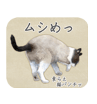 水彩画シャムミックス_01（個別スタンプ：14）