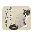 水彩画シャムミックス_01（個別スタンプ：18）