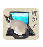 水彩画シャムミックス_01（個別スタンプ：20）