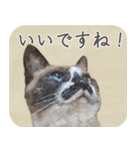 水彩画シャムミックス_01（個別スタンプ：22）
