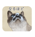 水彩画シャムミックス_01（個別スタンプ：24）