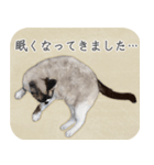 水彩画シャムミックス_01（個別スタンプ：26）