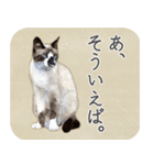 水彩画シャムミックス_01（個別スタンプ：27）