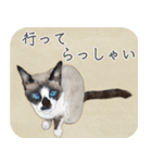 水彩画シャムミックス_01（個別スタンプ：30）