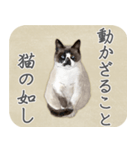 水彩画シャムミックス_01（個別スタンプ：31）