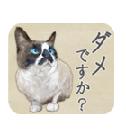 水彩画シャムミックス_01（個別スタンプ：32）