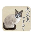 水彩画シャムミックス_01（個別スタンプ：33）