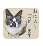 水彩画シャムミックス_01（個別スタンプ：34）