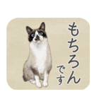 水彩画シャムミックス_01（個別スタンプ：37）