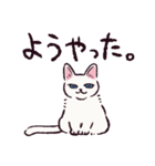 白猫です.（個別スタンプ：31）