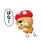 き、きのこけん。【実写版・日常】（個別スタンプ：4）